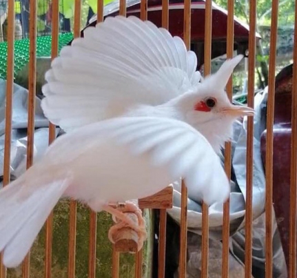 Những chú chào mào bạch tạng “cực độc” giá hàng trăm triệu đồng