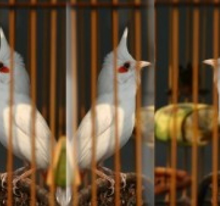 Cách thuần chim Chào Mào bạch tạng thành công