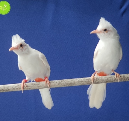 Kỹ thuật nuôi chim chào mào công nghiệp - nuôi sinh sản