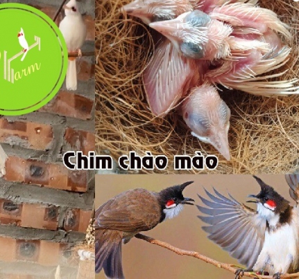 Chim chào mào non ăn gì? Nuôi như thế nào cho đúng