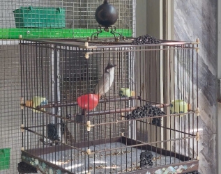 Xám trắng 7 tháng (Trống) thumb