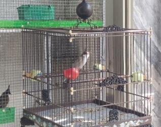 Xám trắng 7 tháng (Trống) thumb