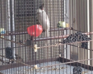 Xám trắng 7 tháng (Trống)