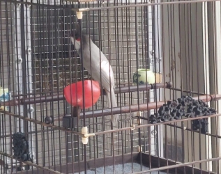 Xám trắng 7 tháng (Trống) thumb