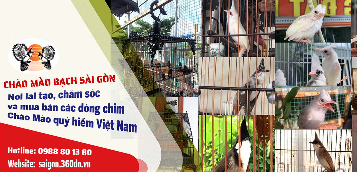 chào mào bạch sài gòn