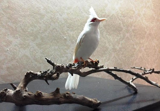 Chim Chào mào bạch tạng là loài hiếm. Ảnh minh họa Kỹ thuật nuôi chim Chào mào bạch tạng sinh sản kiếm tiền tỷ