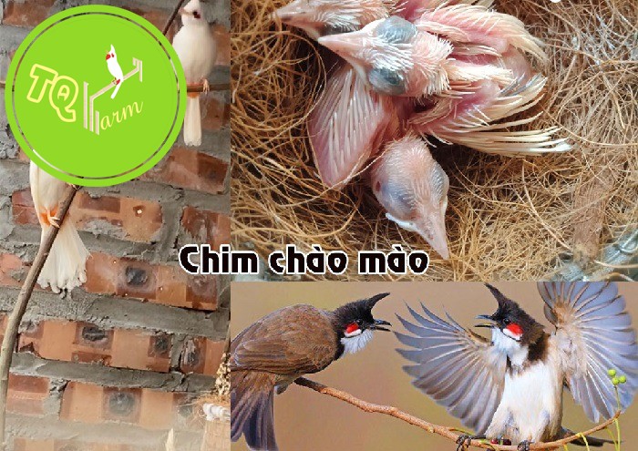 chim chao mao non an gi4