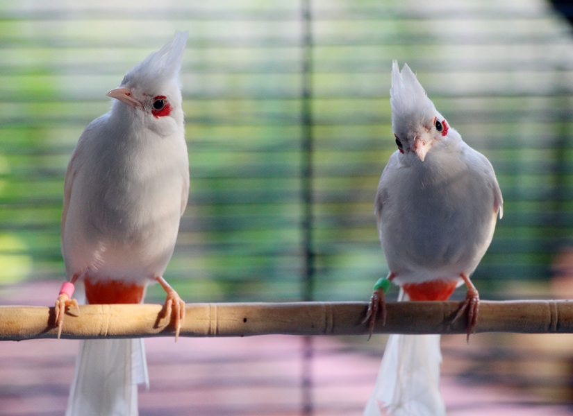 chào mào bạch tạng giá rẻ tại Sài Gòn