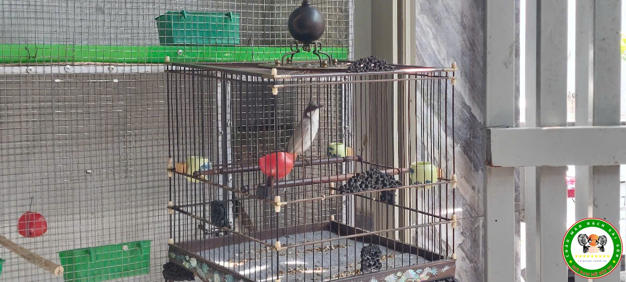 Xám trắng 7 tháng (Trống)