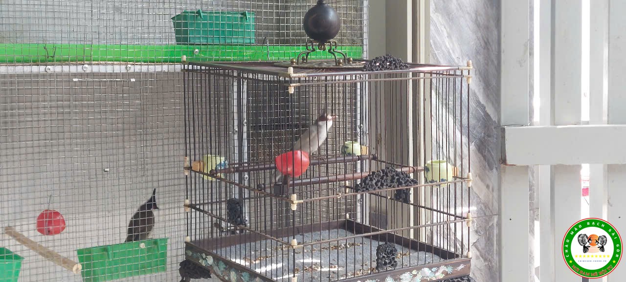 Xám trắng 7 tháng (Trống)