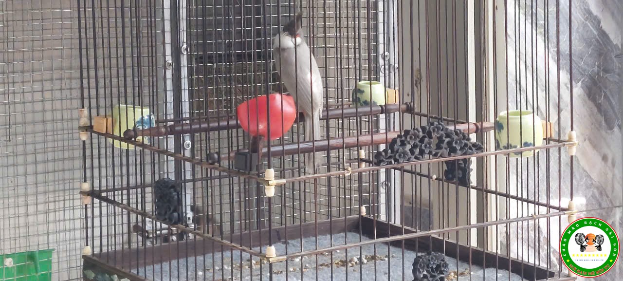 Xám trắng 7 tháng (Trống)